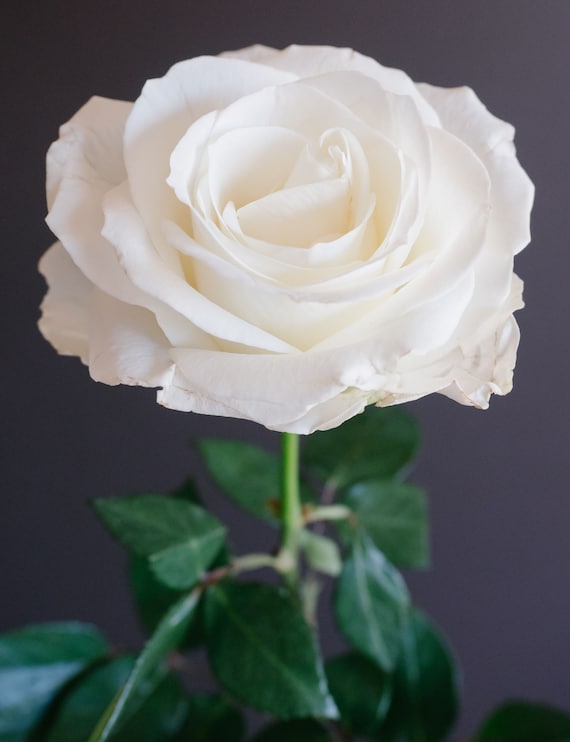 White Rose Seeds | Etsy