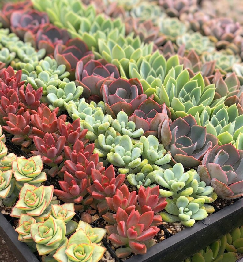 Mixed Succulent Seeds Etsy