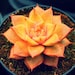 Orange Echeveria Succulent Seeds 