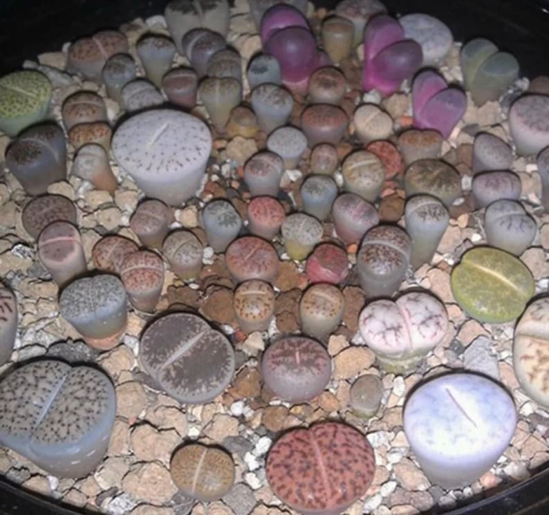 Living Stone Succulent Seeds Rare Etsy