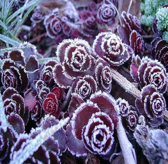 Sedum Dragons Blood Succulent Seeds Etsy Sedum Dragons Blood Succulent Seeds Etsy