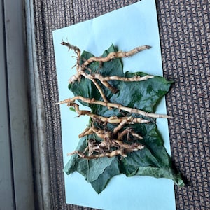 May include: A collection of light brown, segmented rhizomes or roots arranged horizontally on top of several dark green, broad, textured leaves, all resting on a rectangular piece of light blue paper.