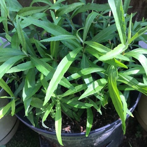 Selection of 6-10-15-20 Artemisia quinoa (藜蒿）bare roots