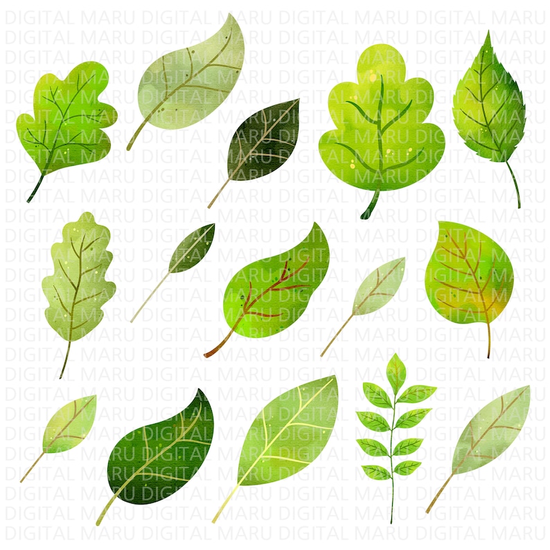 May include: A collection of watercolor-style green leaves in various shapes and sizes. The leaves have detailed veins and range in shades from light to dark green, creating a natural, botanical theme.