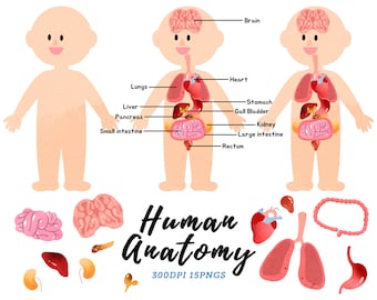 Watercolor Human Anatomy Clipart / Digestive System Download / Instant Download / Watercolor Organs / Education / Intestines / Stomach