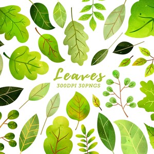 Aquarel Bladeren Clipart / Groene Bladeren Clipart / Groen Blad Clipart / Blad Clipart / Bladeren Clipart / Blad Variëteit / Aquarel Groen
