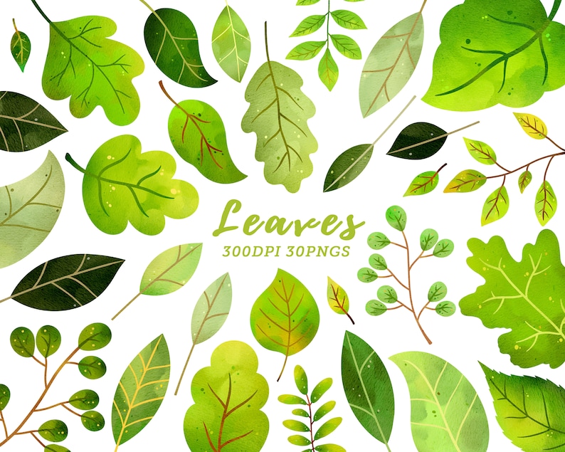 May include: A collection of watercolor-style leaves in various shades of green, with some featuring yellow and brown accents. The image includes leaves of different shapes and sizes, along with the text "Leaves 300DPI 30PNGS".