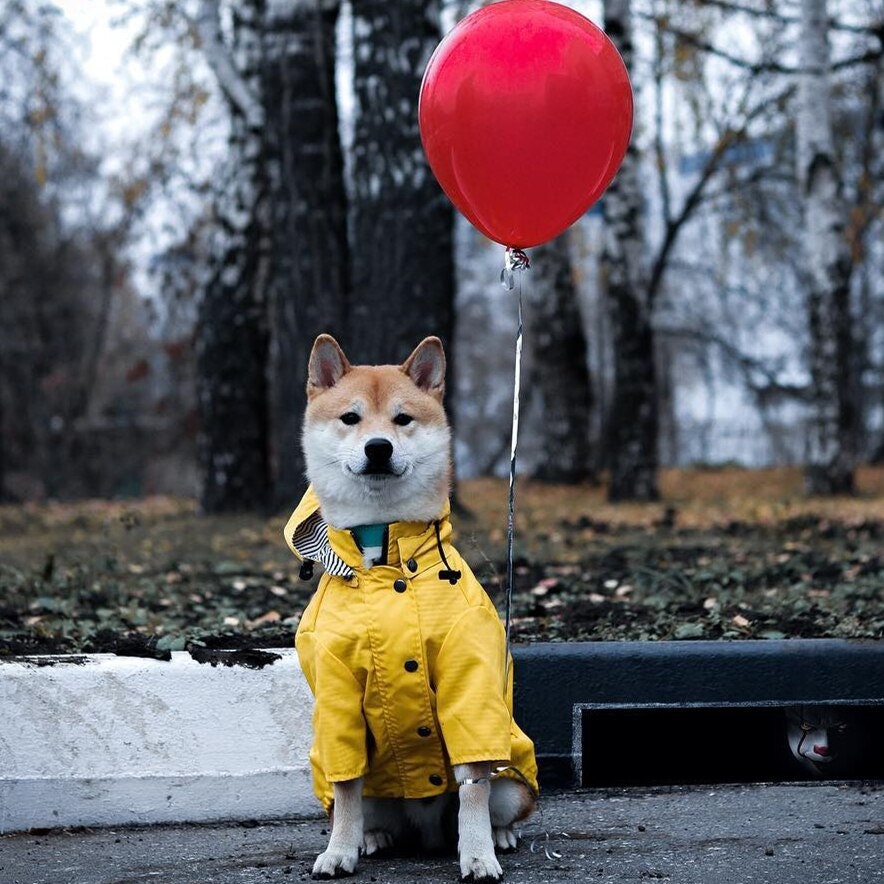 yellow rain jacket dog