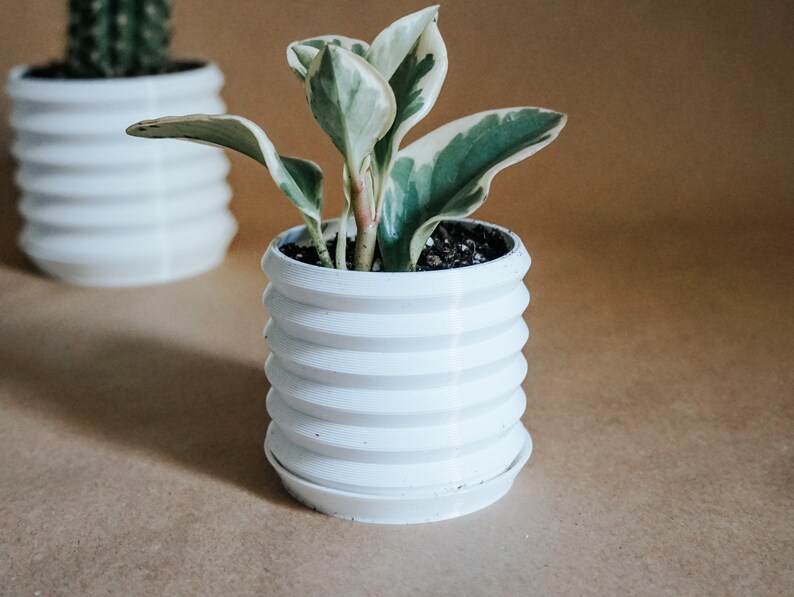 indoor zigzag plant indoor zigzag plant