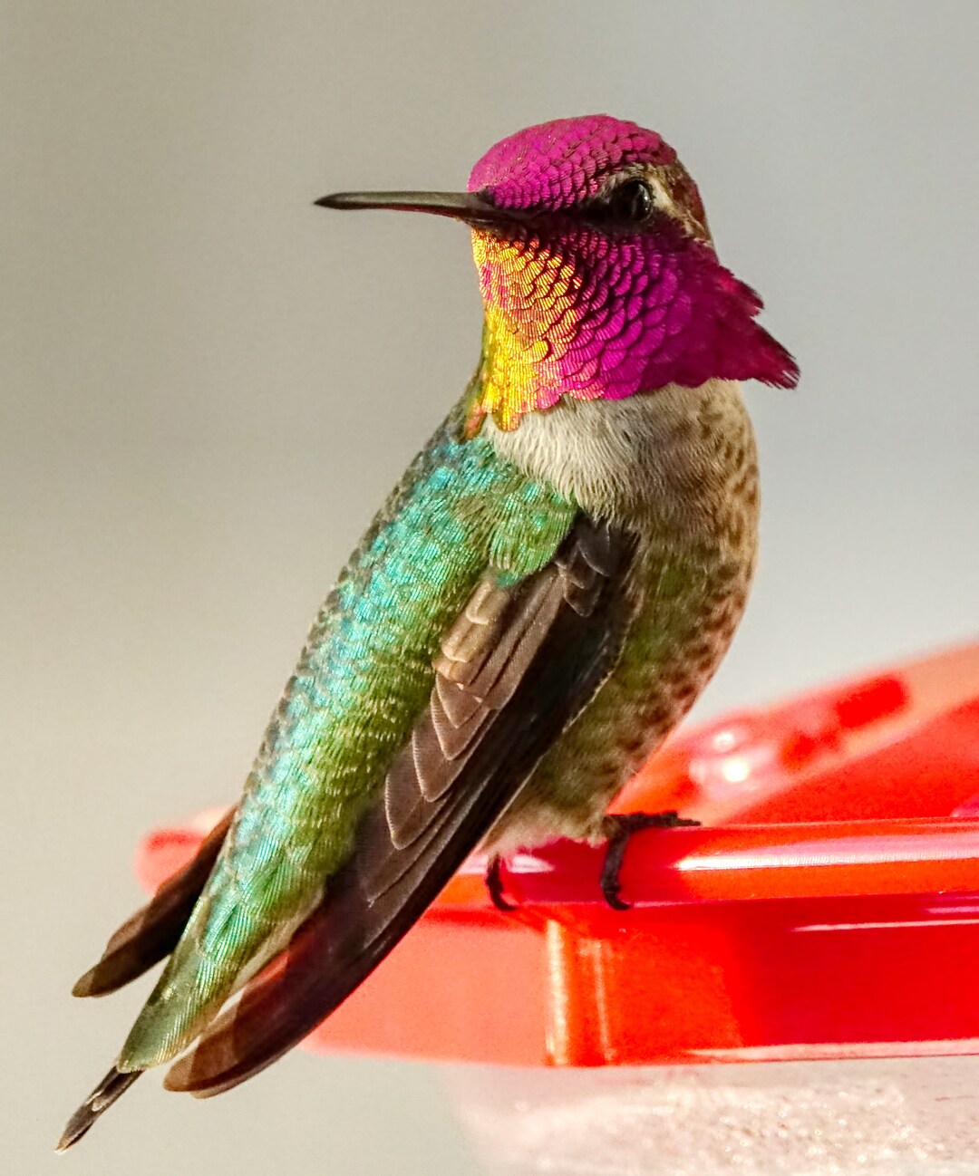 Anna's Hummingbird Color Print - Etsy