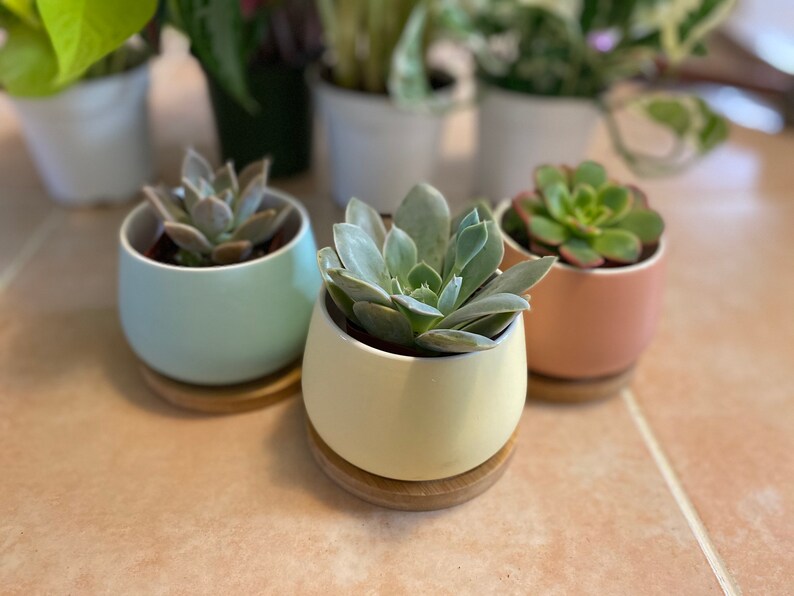 Cute succulent pots Etsy