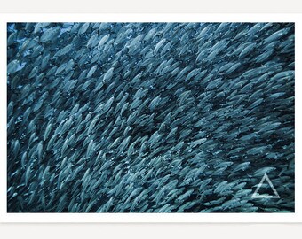 Nautical Beach Decor Original Underwater Photography Spotted Moray Eel shows off her Lucious Coral Garden Nature Ocean Metal Wall Art
