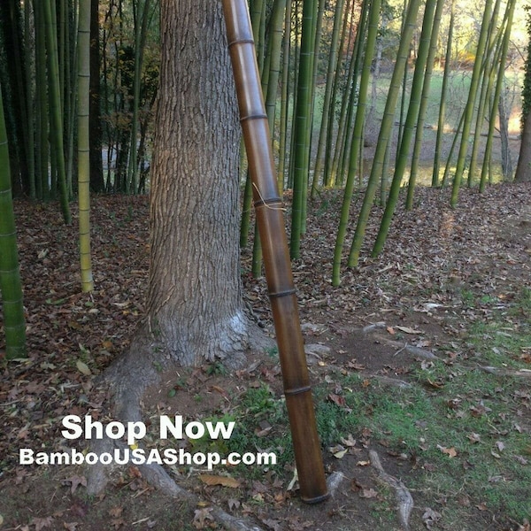 Bamboo Poles- 4.5 inch Diameter Huge Flamed - (4.5" Diam. x  1 ft-7.0 ft Length) - bamboousashop.com