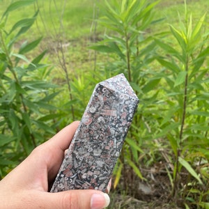 May include: A gray, pink, and white fossilized stone shaped into a point. The stone is covered in small, white, and pink fossils.