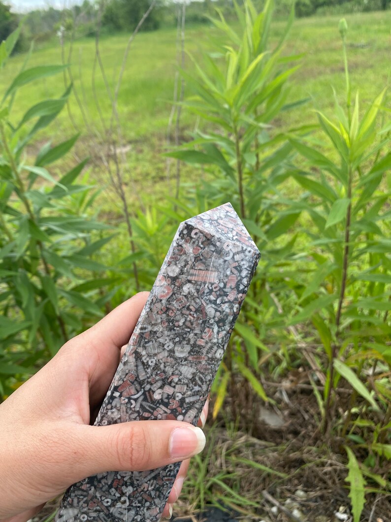 May include: A gray, pink, and white fossilized stone shaped into a point. The stone is covered in small, white, and pink fossils.