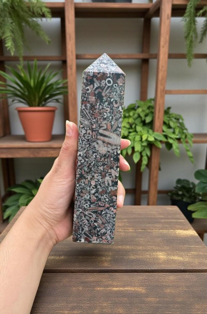 Natural Crinoid Fossil 4 Faceted Obelisk Healing Wand | Genuine Fossil Crystal Point | Reiki Crystal | Spiritual Home Decor | Fossil Gift image 2
