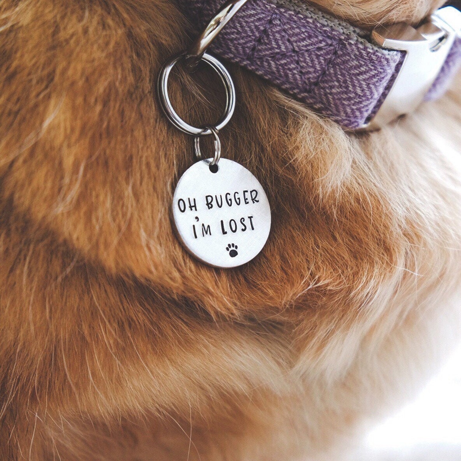 funny pet tags funny pet tags