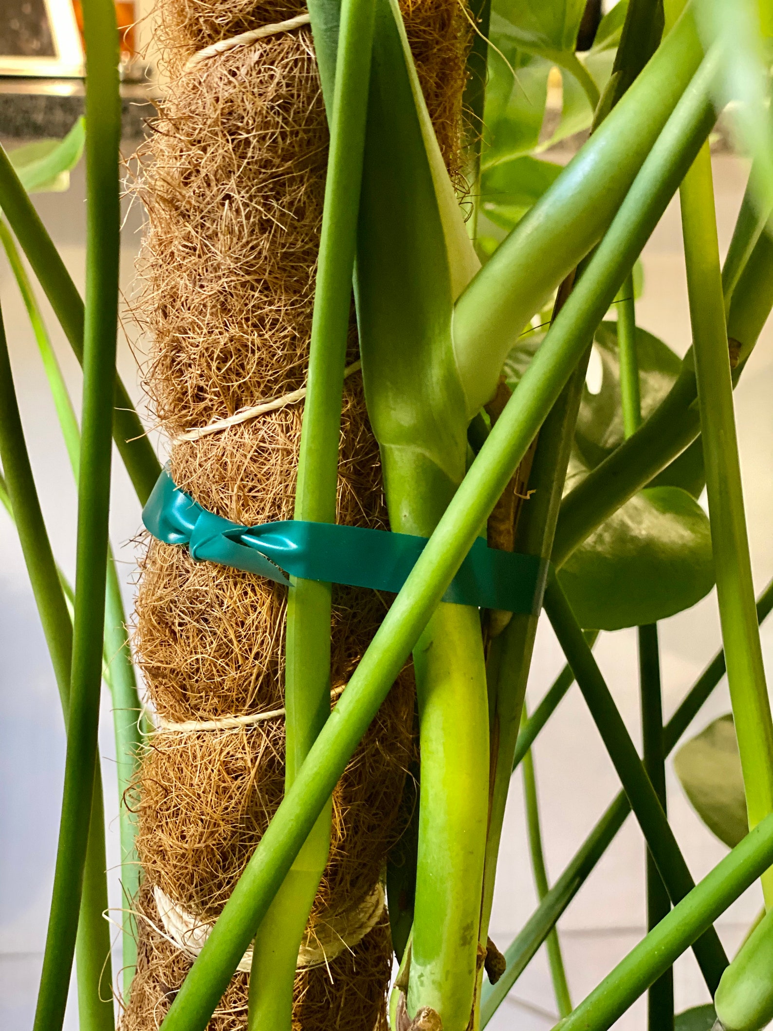 Stackable coco coir pole | Etsy