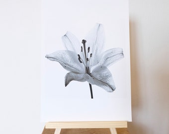 Blanco Lily Fotografía Impresión