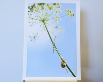 Impresión fotográfica de dos caracoles aferrados a un paraguas de cabeza de semilla.