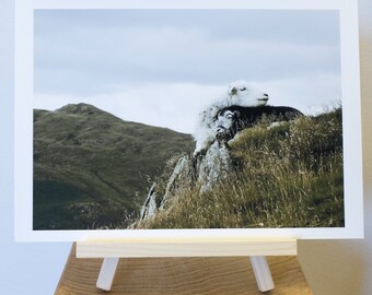 Impresión fotográfica tomada de una oveja madre y su cordero en nudos de acero en el distrito de los lagos.