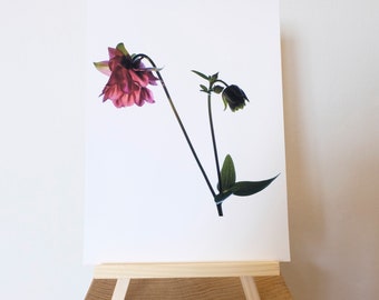 Impresión de la fotografía de la flor de la aquilegia