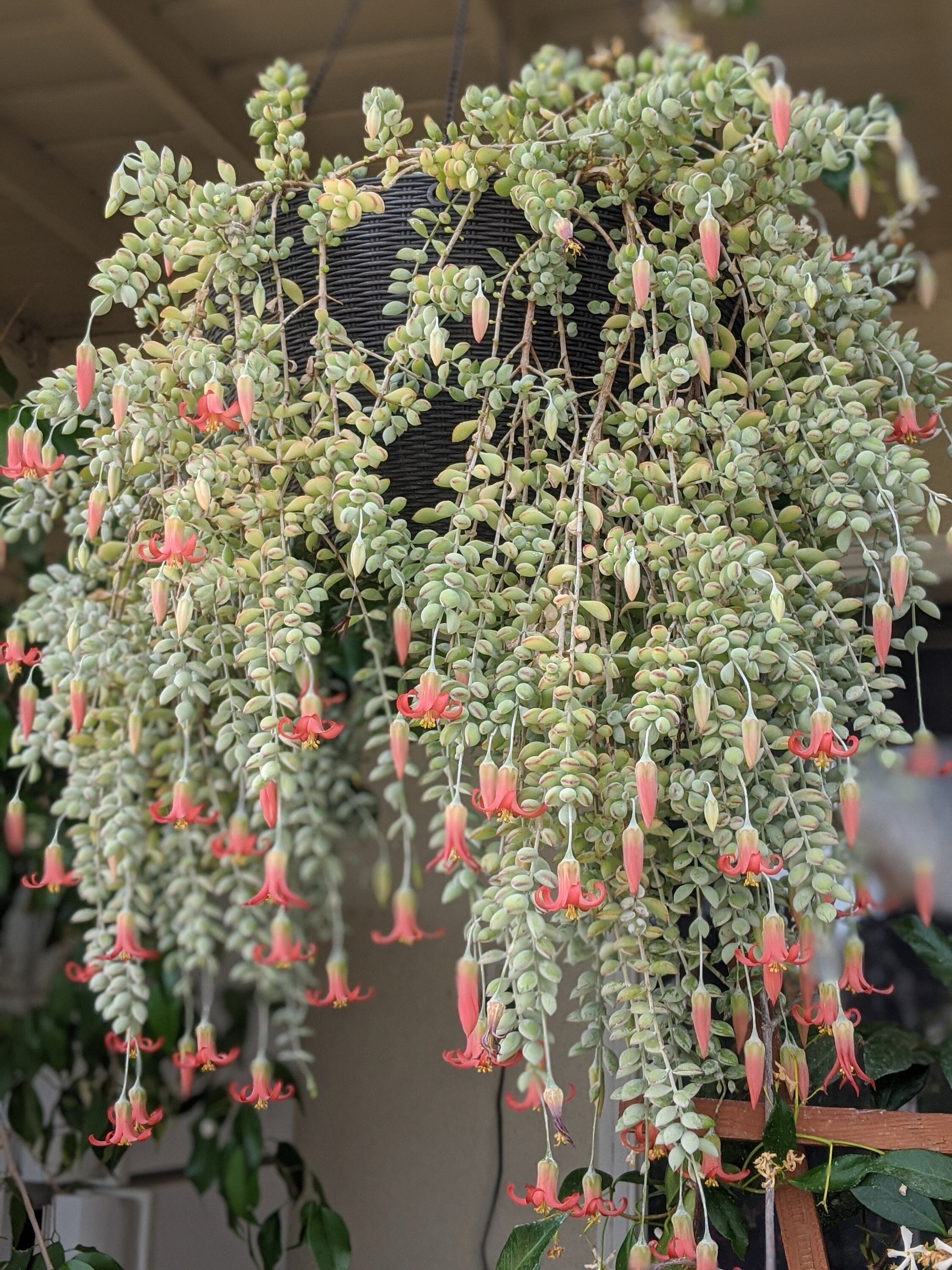Cotyledon Pendens (Rare "Cliff Cotyledon") Succulent Cuttin…