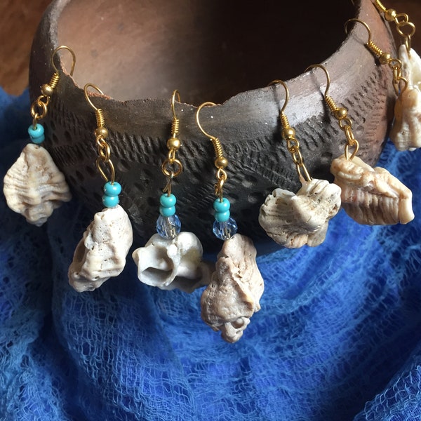 Ribbed cantharus shell earrings in gift box (one pair)