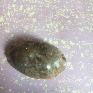 Arabian cowrie shell small