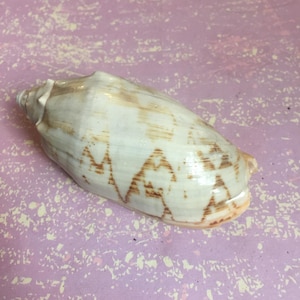cone shell