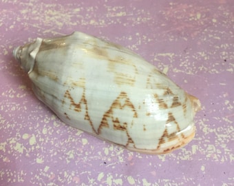 Volute shell