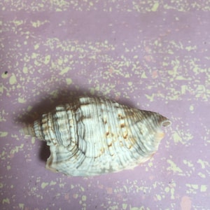Diana&#39;s ear conch shell