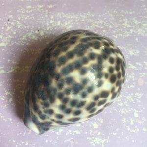 May include: A patterned seashell with a polished finish. The shell displays a design of dark brown spots on a cream and light brown base. The shell is oval and rounded, with a slightly pointed tip. The shell is a natural item.