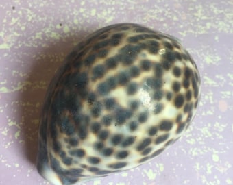大型タイガータカラガイ Cypraea Tigris 貝殻 ~ 3インチ～3.5インチ