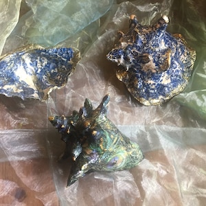 Eine Auswahl von 3 großen Muschelschalen