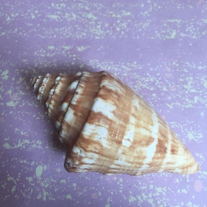 Conus klemae shell ( Clem&#39;s cone )