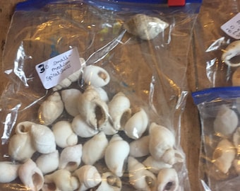 Bag of 30 small - medium size spiral shells