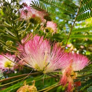 Pink Mimosa Flower Photo Digital Print