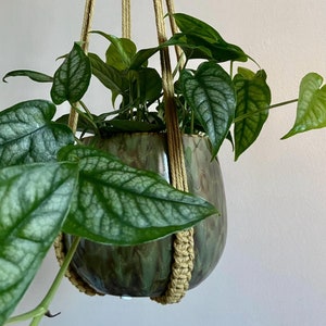 May include: A hanging plant in a green ceramic pot with a macramé plant hanger. The plant has large, textured green leaves. The pot has a glossy finish with a mottled green and brown colour. The macramé hanger is made of a light tan rope.