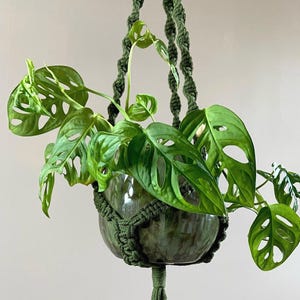 May include: A dark green macramé plant hanger with a long tassel, holding a round, dark-tinted glass bowl. Inside the bowl is a Monstera adansonii plant with vibrant green, heart-shaped leaves featuring natural holes, suspended by knotted cord.