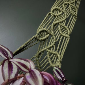 May include: An olive green macrame plant hanger featuring intricate knotted patterns and vertical cord strands. The hanger supports a plant with pointed, variegated leaves that display deep purple and silver-white stripes along their length.