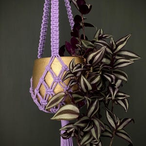 May include: A purple macrame plant hanger with a gold pot and a trailing plant with dark green and silver striped leaves.