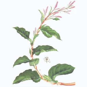 Semillas de Índigo / Persicaria tinctoria (Polygonum)