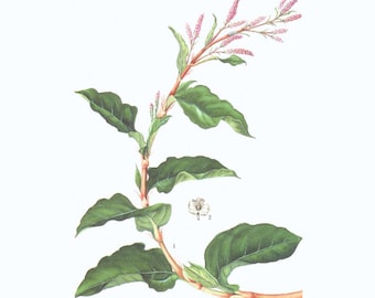Semi d'Indaco  / Persicaria tinctoria (Polygonum)