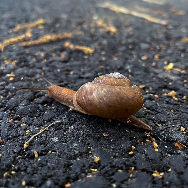 The Pollen Snail