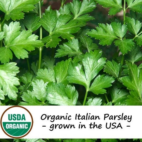 200 Organic Flat Leaf Italian Parsley Herb Seeds