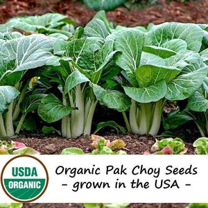 100 Organic White Stem Pak Choy / Bok Choy Vegetable Seeds