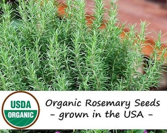 Organic Rosemary Seeds, 30+ Seeds, Rosemary Herb, Medicinal Herb Seeds
