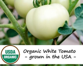 20 Organic Great White Tomato Vegetable Seeds