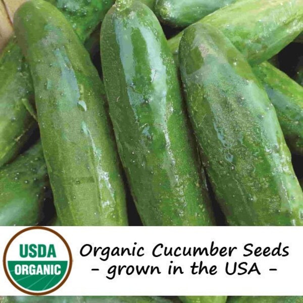 20 Organic Marketmore Cucumber Vegetable Seeds